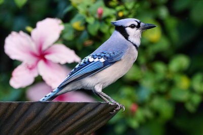 Blue jay on the bird bath