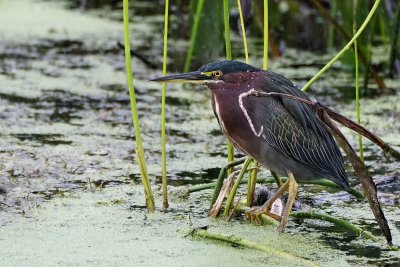 Green heron in a downpour