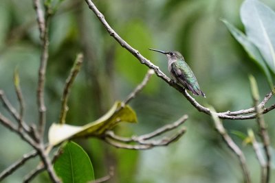 Ruby-throated hummingbird sitting