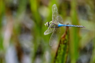 Common green darner dragonfly in flight