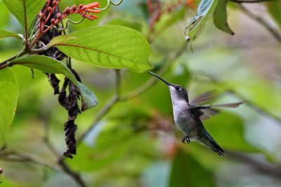 Ruby-throated hummingbird feeding