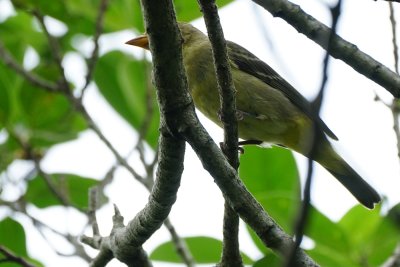 Western tanager