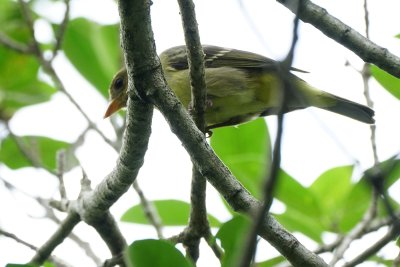 Western tanager