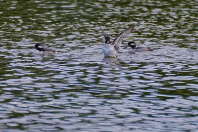 Buffleheads - female