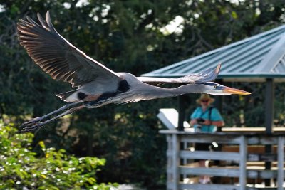 Great blue heron soaring by low
