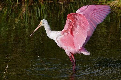 Roseate spoonbill stretching his wings