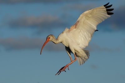 Ibis about to land