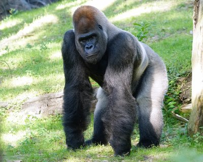 Male silverback lowland gorilla