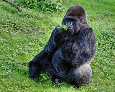 Gorilla checking if the grass is greener on the other side