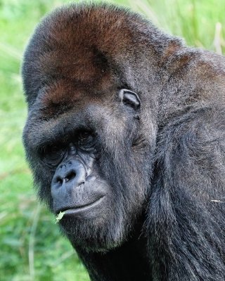 Male silverback lowland gorilla closeup