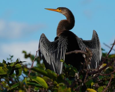 Anhinga drying