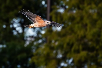Red-shouldered hawk flying this way