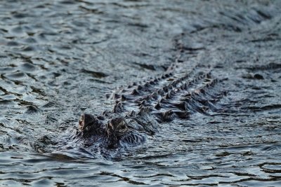 Gator cruising