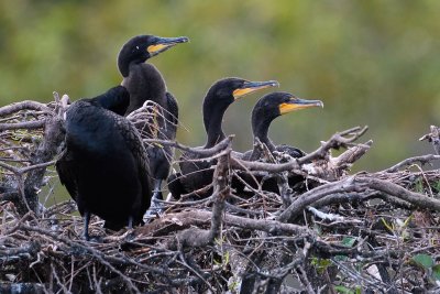 Nest of cormorant chicks