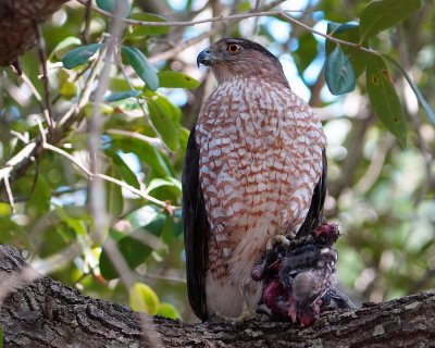 Cooper's hawk with his meal