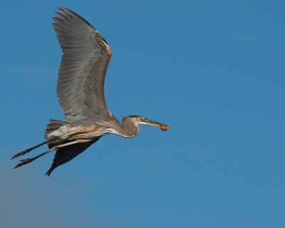 Great blue heron with a baby turtle meal