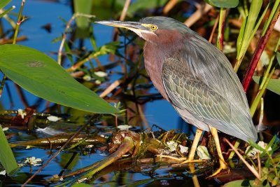 Green heron hanging out in nice light