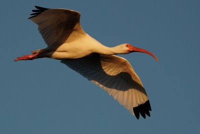Sunset ibis flight