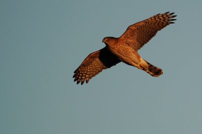 Cooper's hawk in flight, at sunset