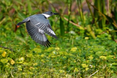 Belted kingfisher in flight