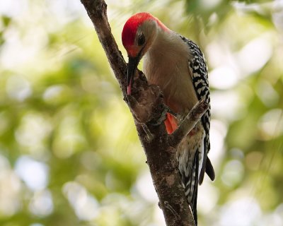 Red-bellied woodpecker