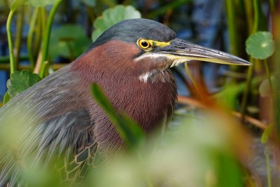 Green heron closeup