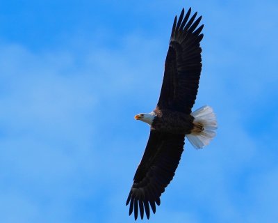 Bald eagle