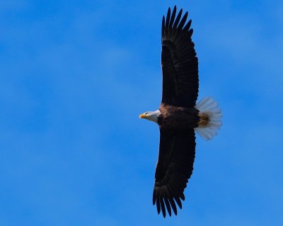 Bald eagle