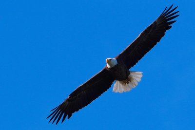 Bald eagle