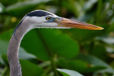 Great blue heron closeup