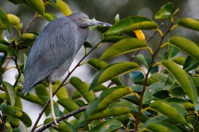 Little blue heron in a tree