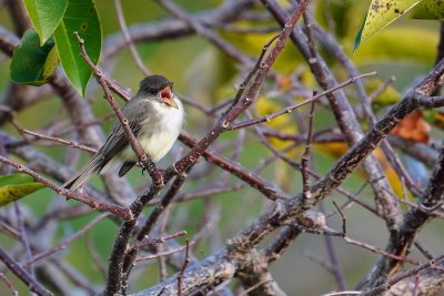 Eastern phoebe in a tree, singing