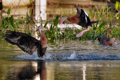 Black-bellied whistling duck play fighting