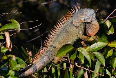 Green iguana getting some sun