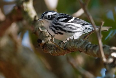 Black and white warbler