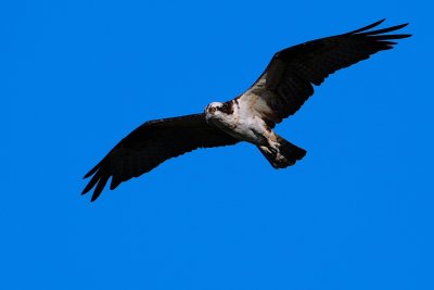 Osprey hunting the waters from above