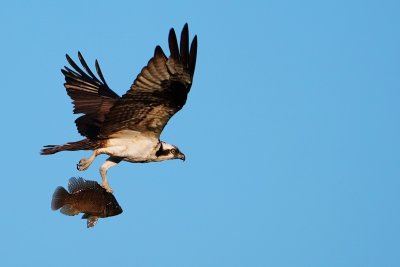 Osprey flying with a fish catch