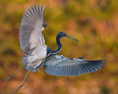 Tricolor heron spread out to land