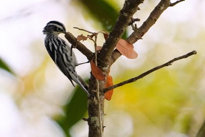 Black-and-white warbler