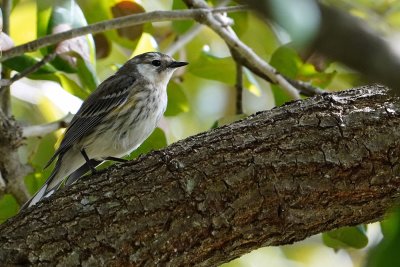 Partial-leucistic yellow-rumped warbler