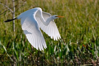 Great egret flying over the grasses