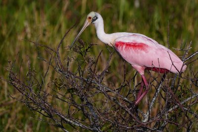 Roseate spoonbill standing on a tree
