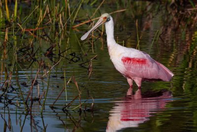 Roseate spoonbill in the water