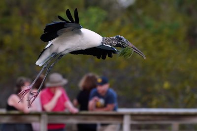 Wood stork passing a crowd