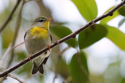 Northern parula