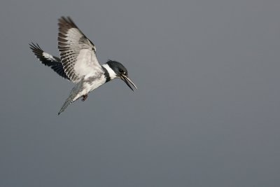 Belted kingfisher in flight