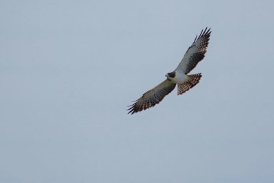 Short tailed hawk