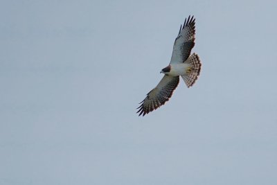 Short-tailed hawk