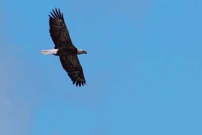 Bald eagle in flight