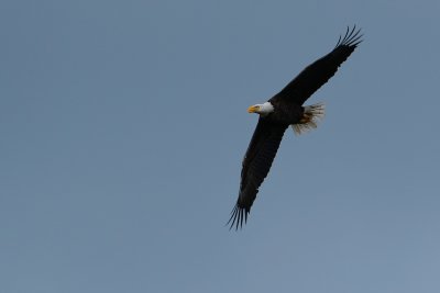 Bald eagle circling around